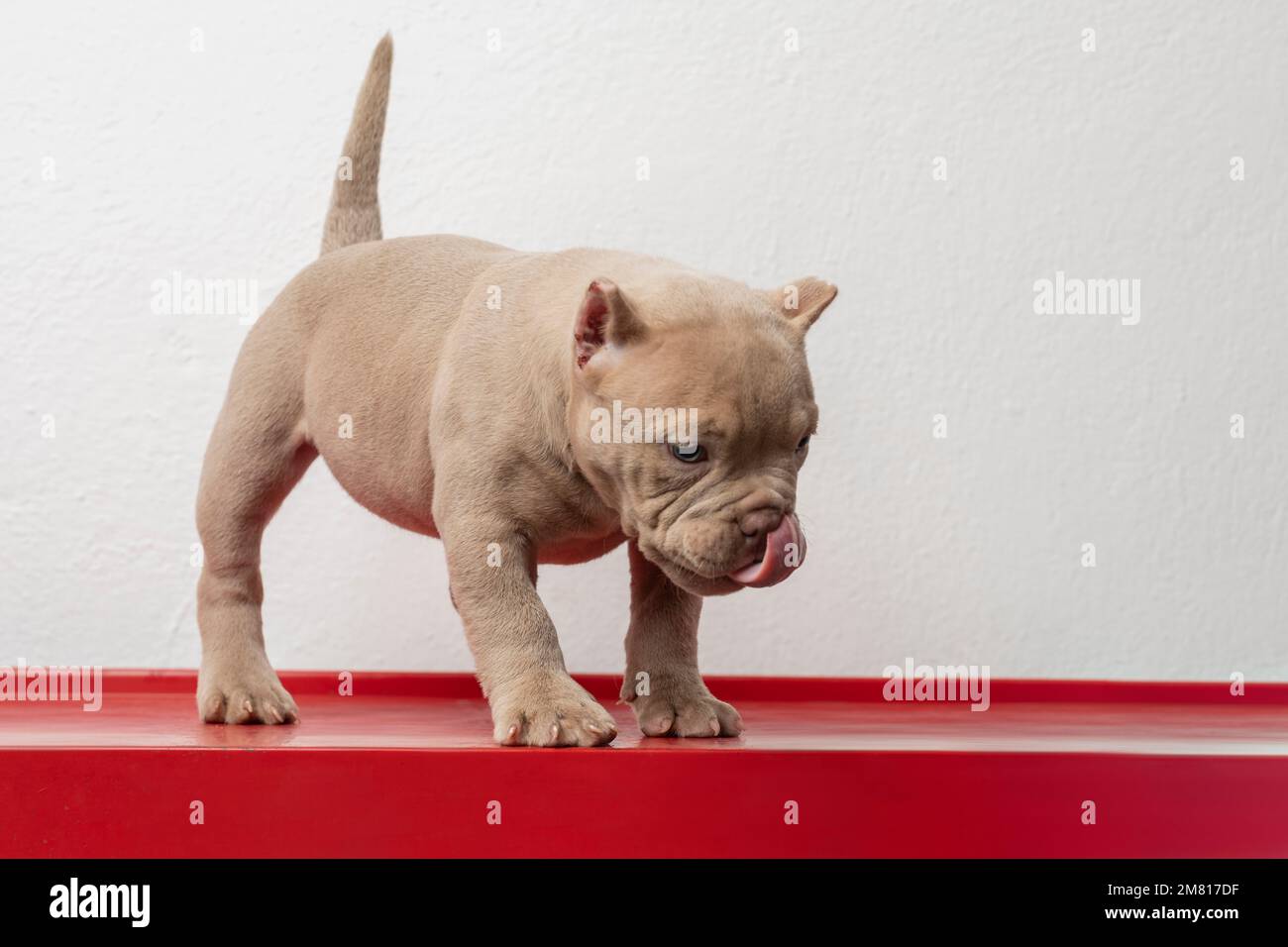 A Strong American Bully Dog Stock Photo - Image of fence, purebred:  179327458