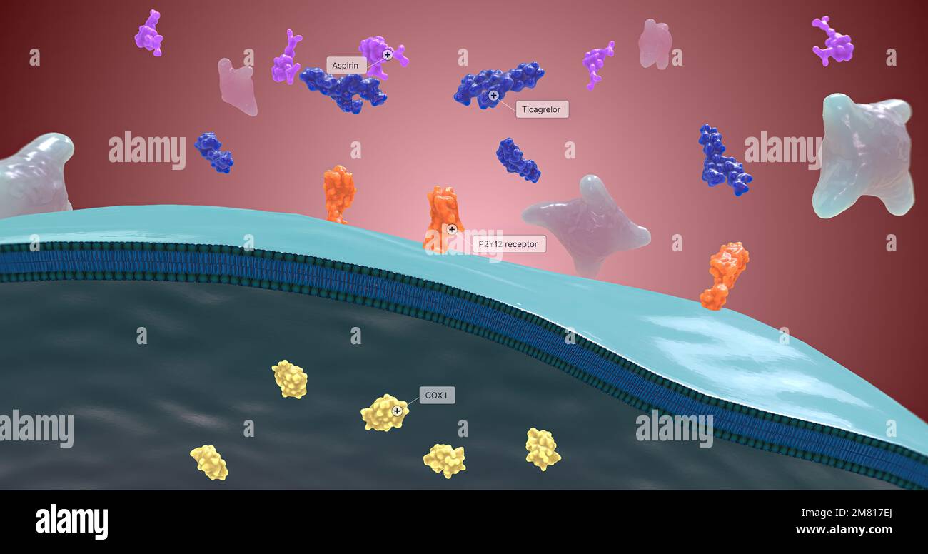 Platelet activation and aggregation play an important role in occlusive
