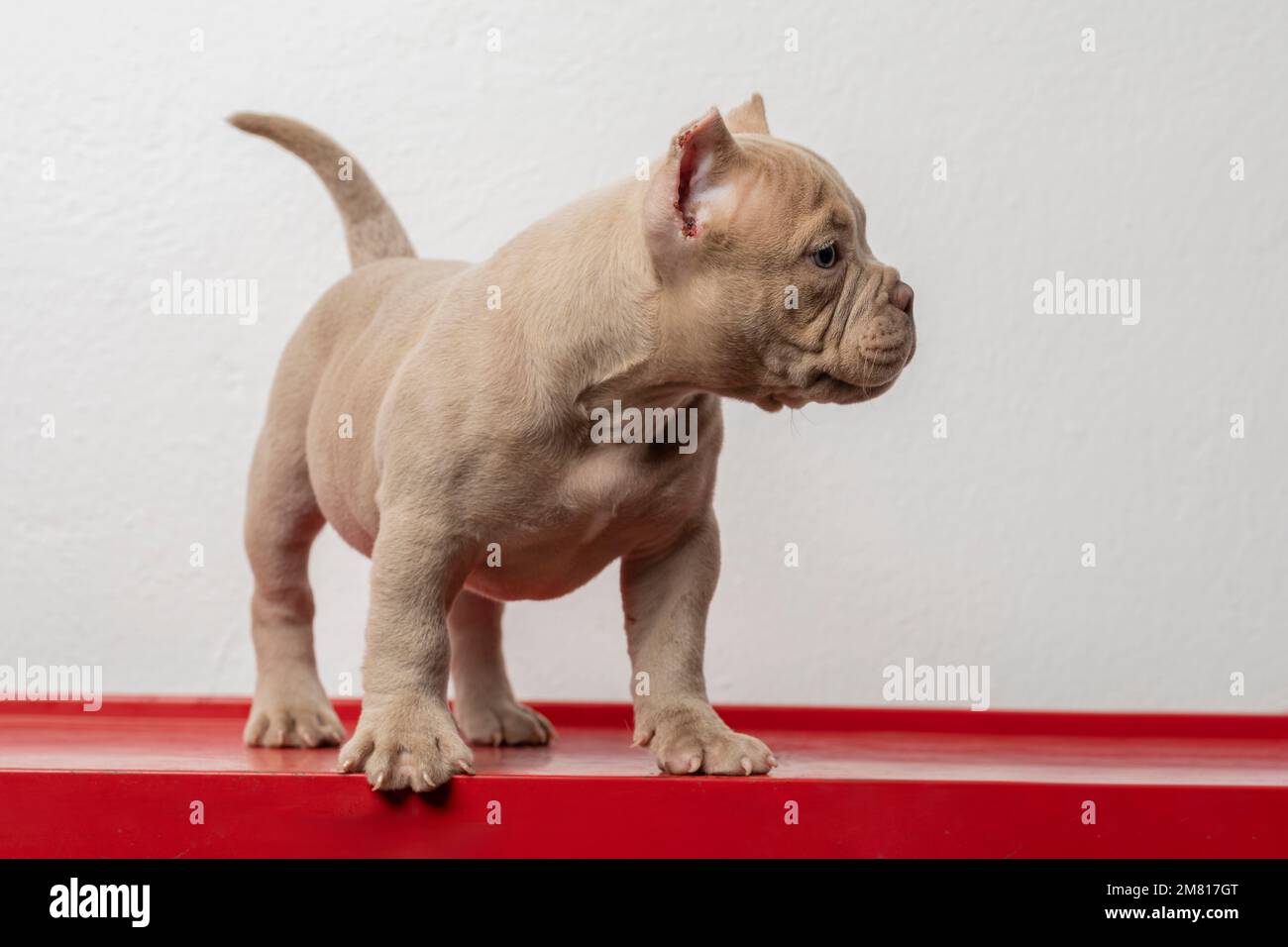 American bully dog hi-res stock photography and images - Alamy