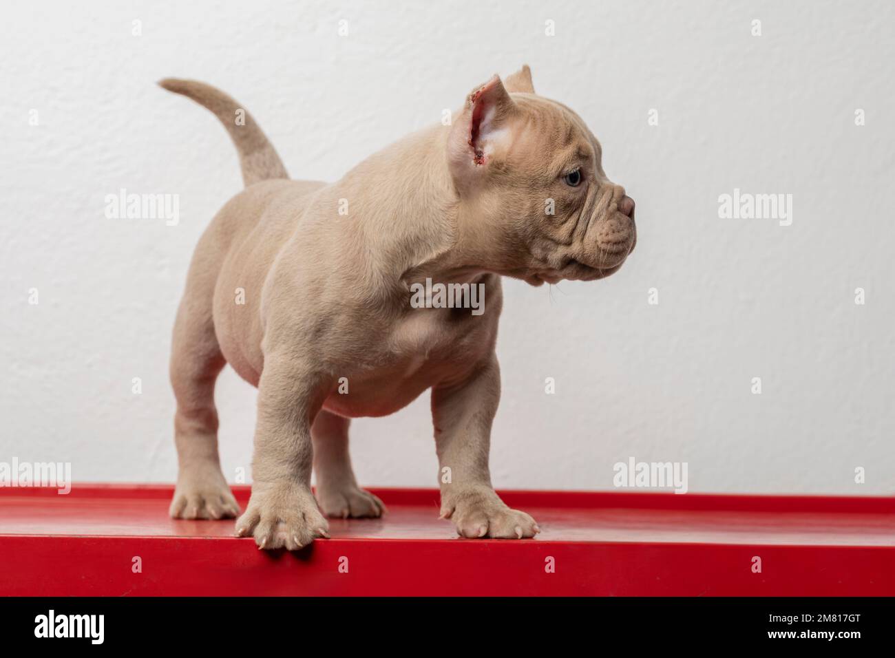 How Often Should I Feed My American Bully Puppy