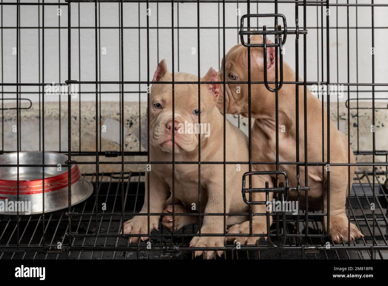 American bully breed hi-res stock photography and images - Page 8 - Alamy