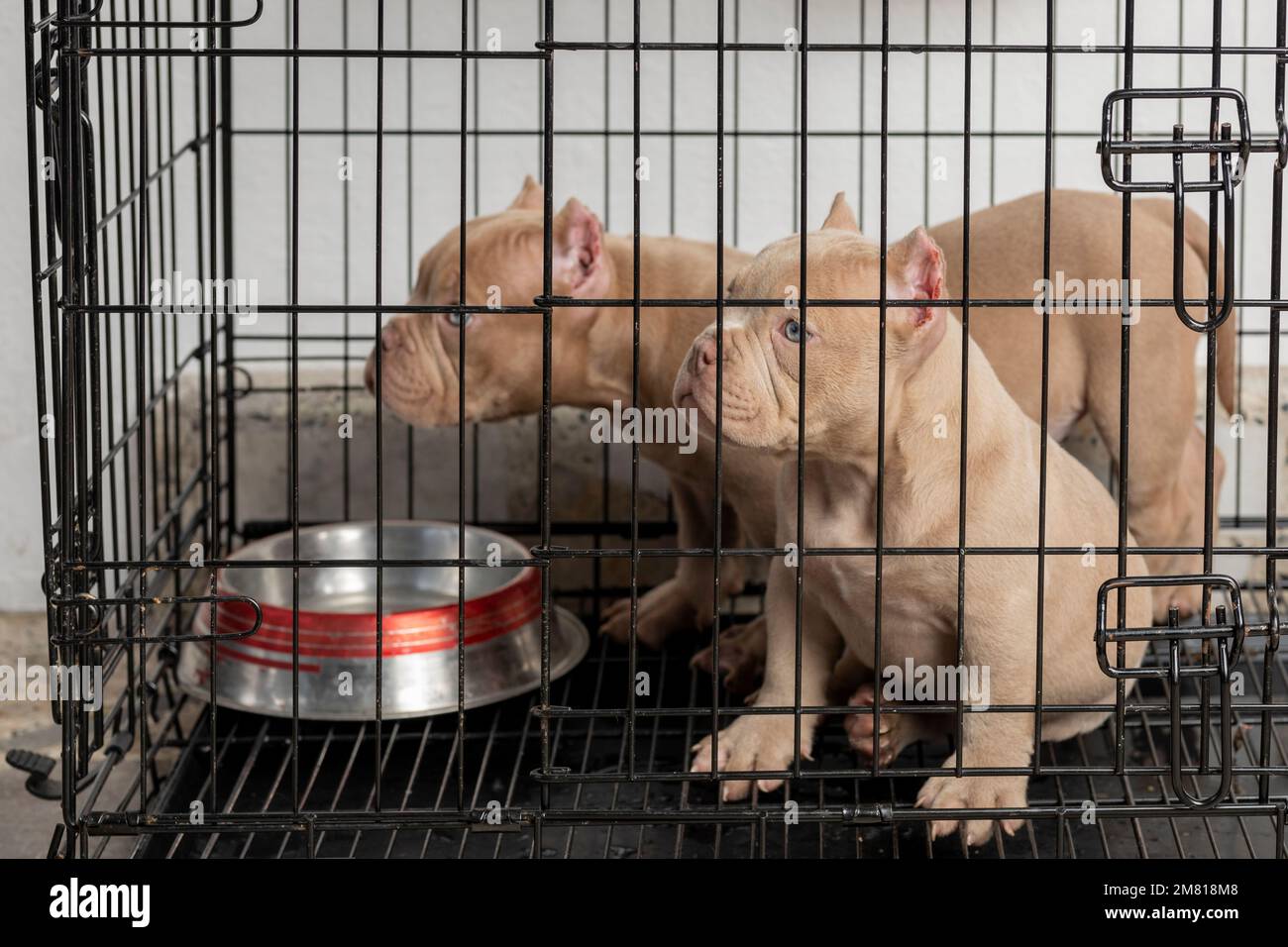 puppy dogs locked in a cage, put up for sale, looking at the camera