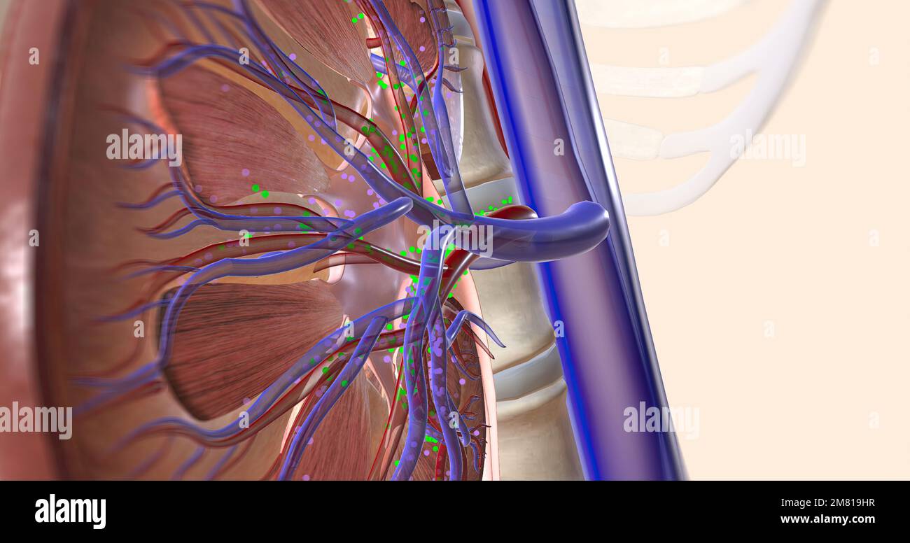 The kidneys help your body by excreting excess sodium into the ureter