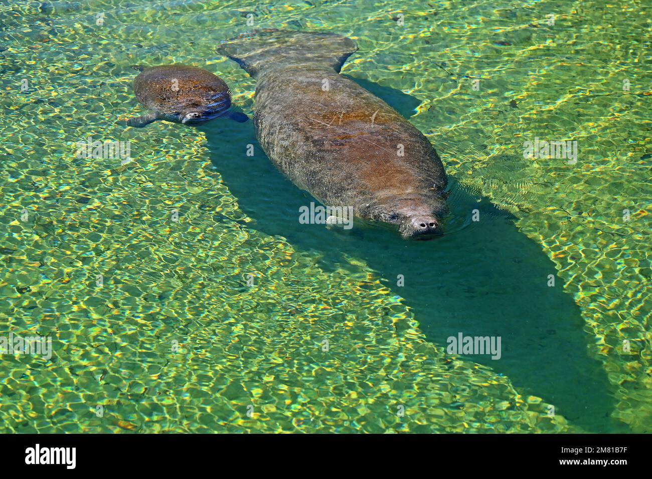 Crystal River and Homosassa Springs offers visitors a variety of animal