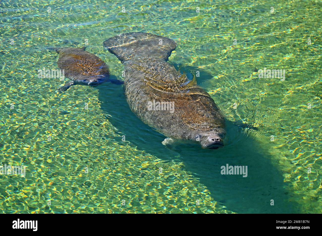 Crystal River and Homosassa Springs offers visitors a variety of animal