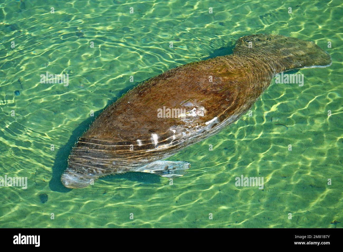Crystal River and Homosassa Springs offers visitors a variety of animal