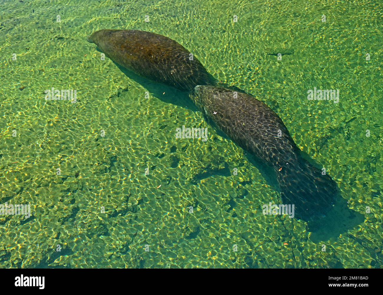 Crystal River and Homosassa Springs offers visitors a variety of animal