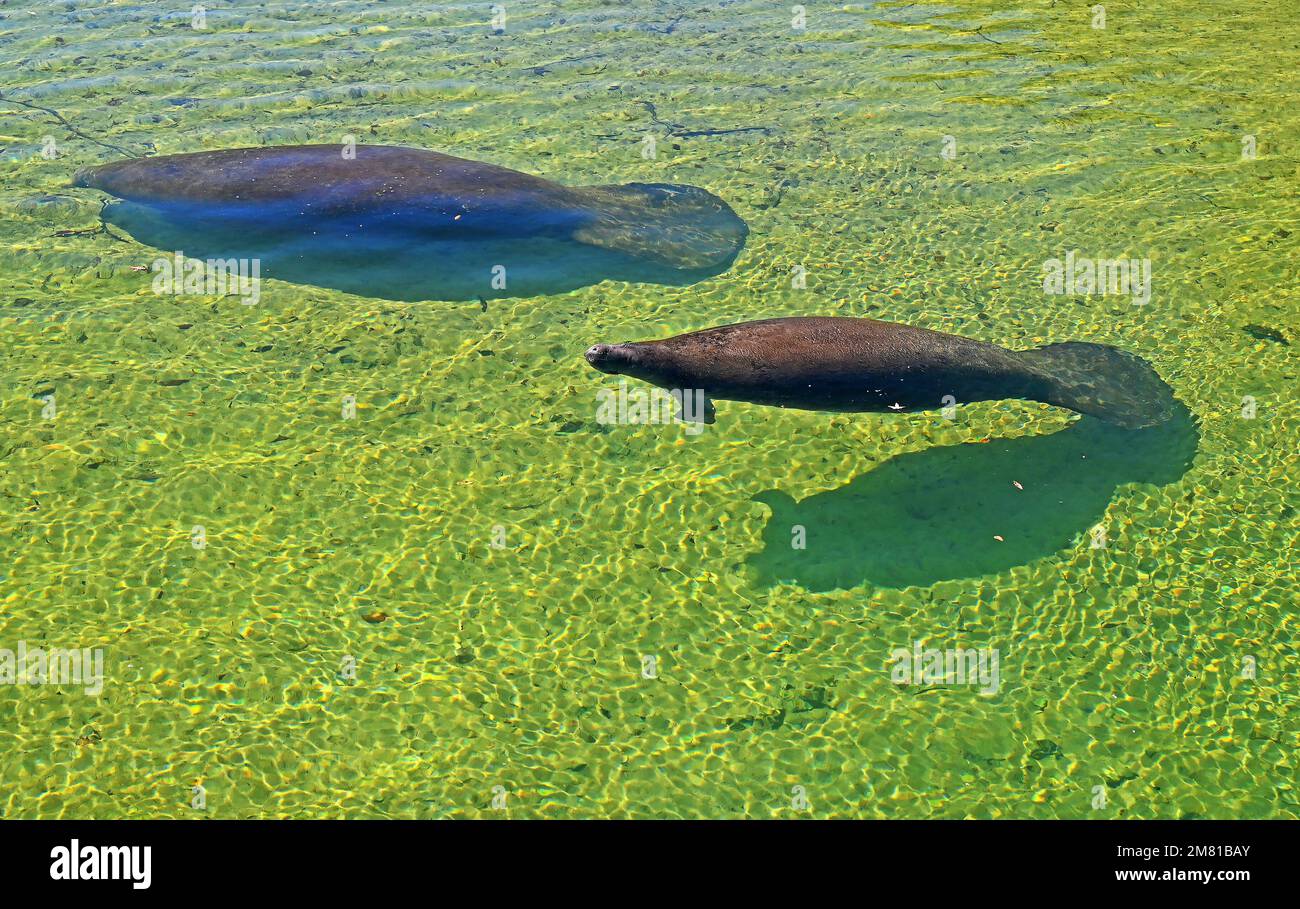 Crystal River and Homosassa Springs offers visitors a variety of animal