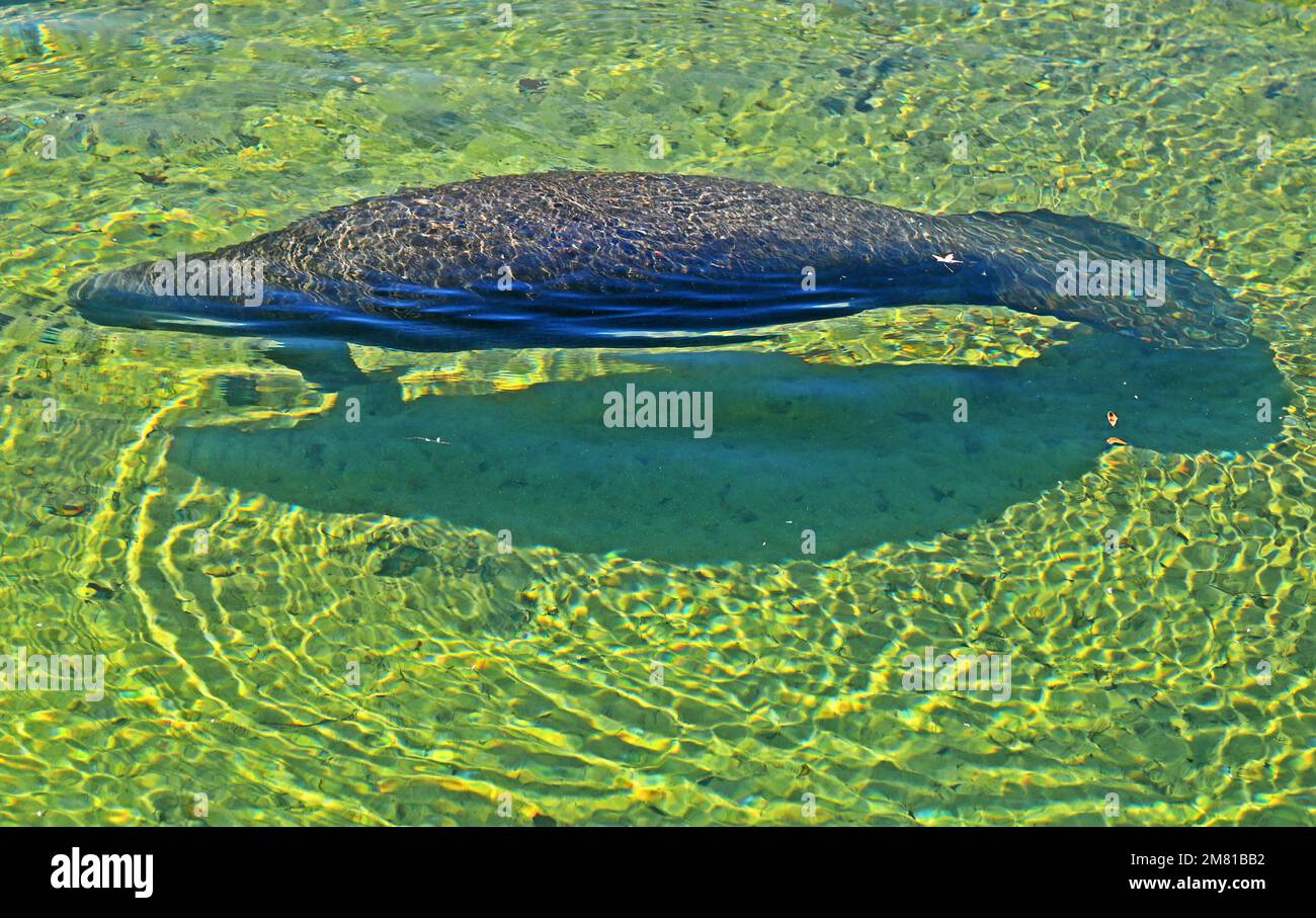 Crystal River and Homosassa Springs offers visitors a variety of animal