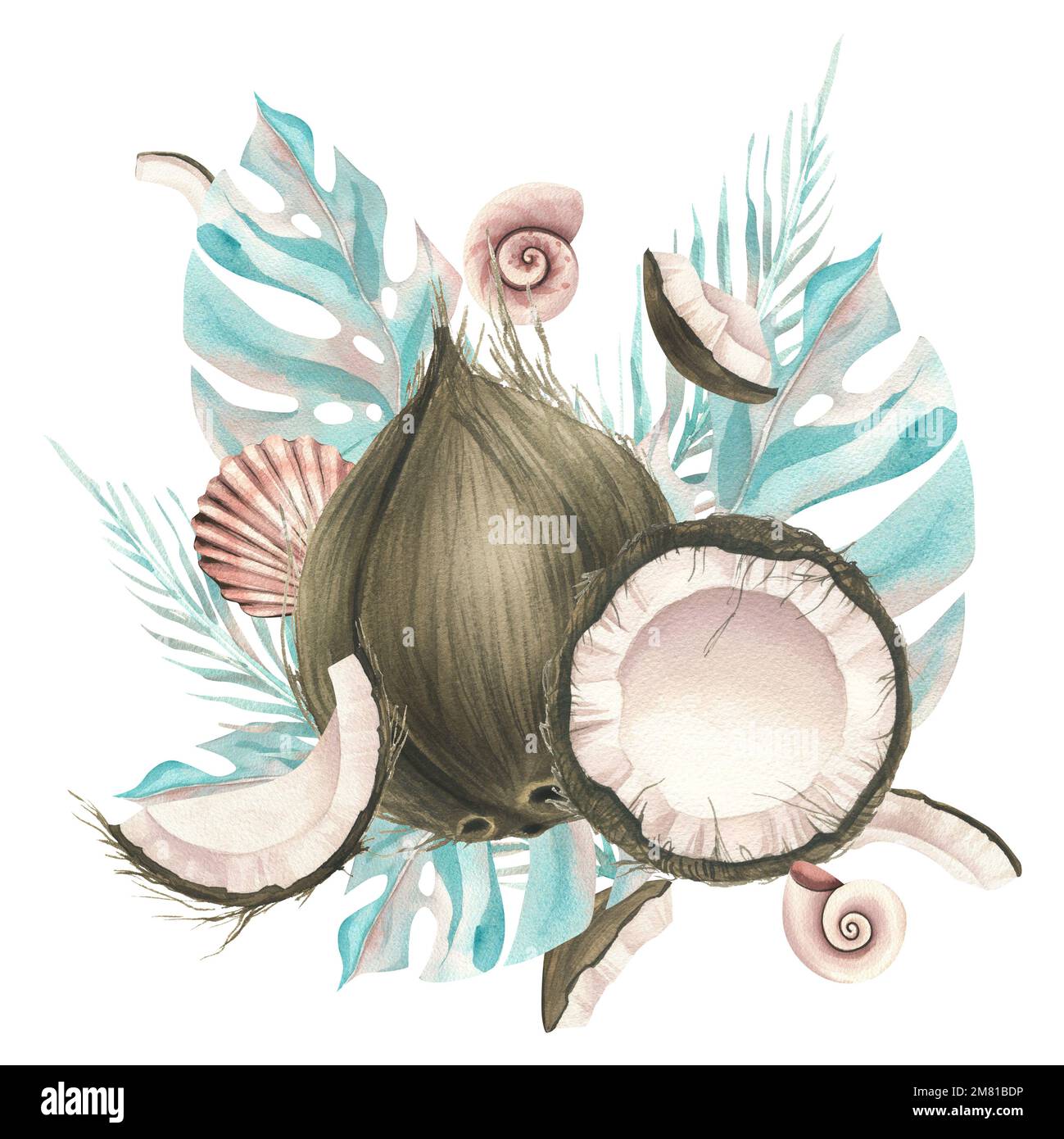 Whole coconuts and slices with tropical palm leaves and seashells. Watercolor illustration. Composition on a white background from the collection of Stock Photo