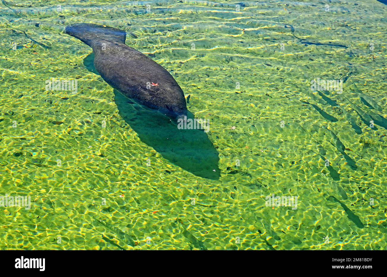 Crystal River and Homosassa Springs offers visitors a variety of animal