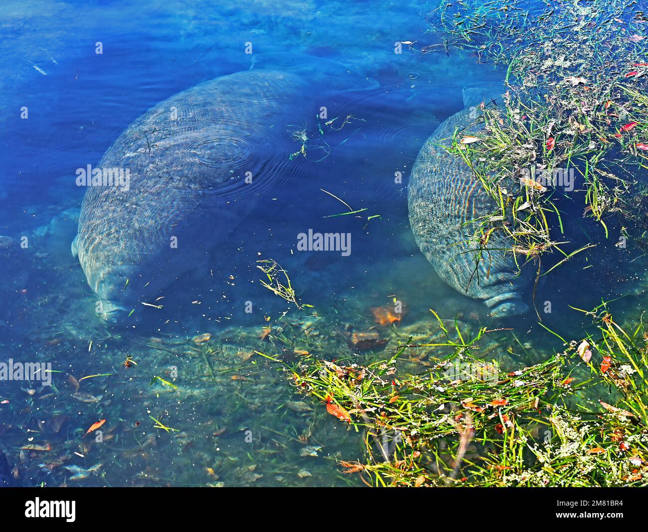 Crystal River and Homosassa Springs offers visitors a variety of animal