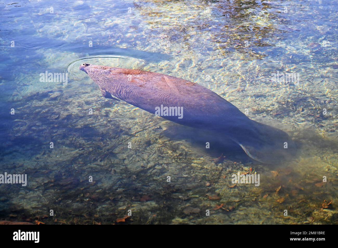 Crystal River and Homosassa Springs offers visitors a variety of animal