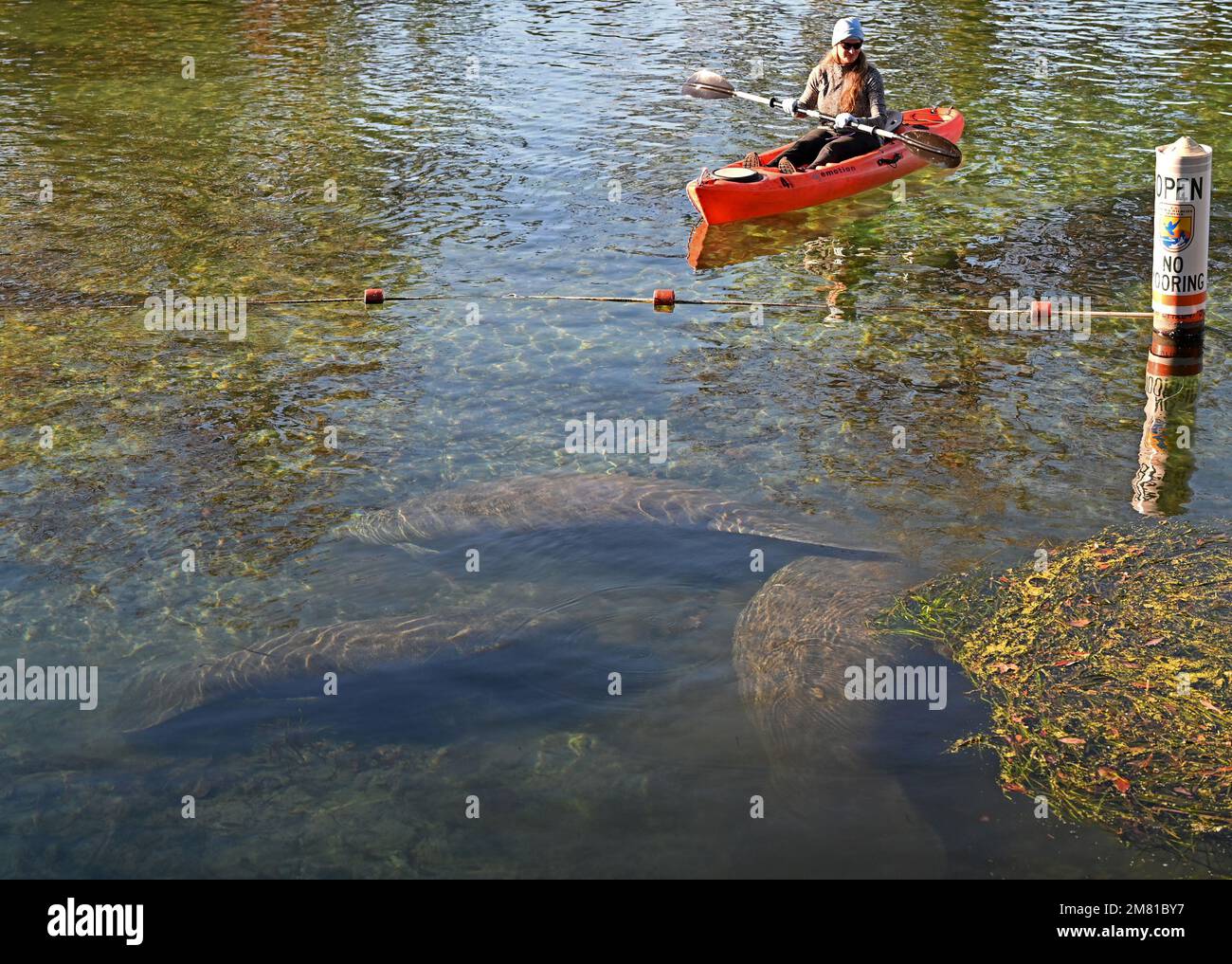 Crystal River offers canoers a variety of animal and birdlife in a