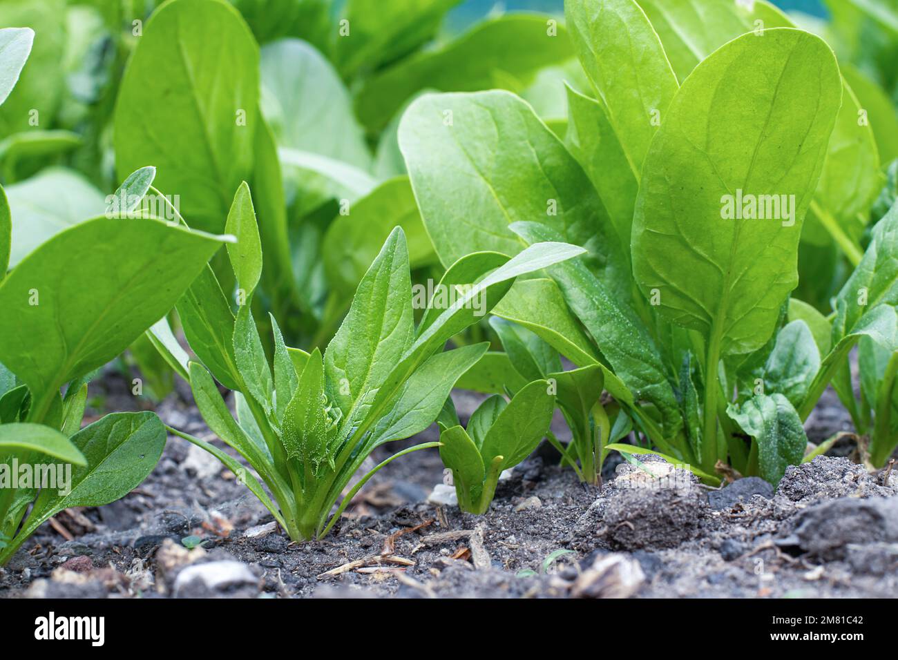 spinach grows in the garden. Vegetable garden, fresh greens on the site. Stock Photo