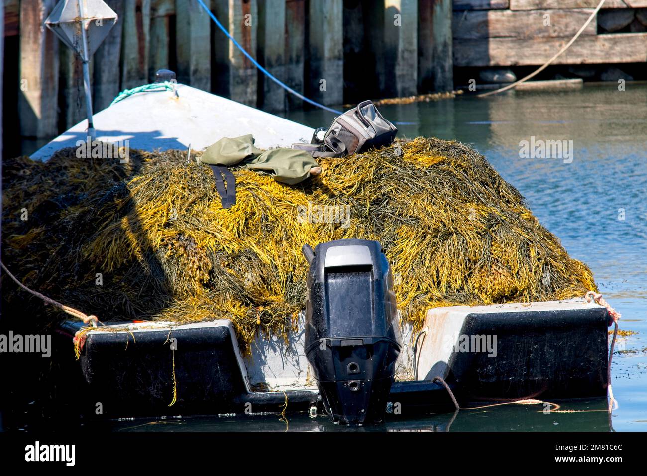 A good harvest of rockweed will be used as fertilizer. Nova Scotia, Canada. Stock Photo