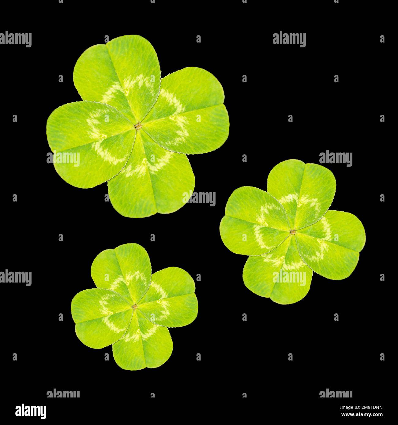 happiness - happiness clover close up isolated Stock Photo
