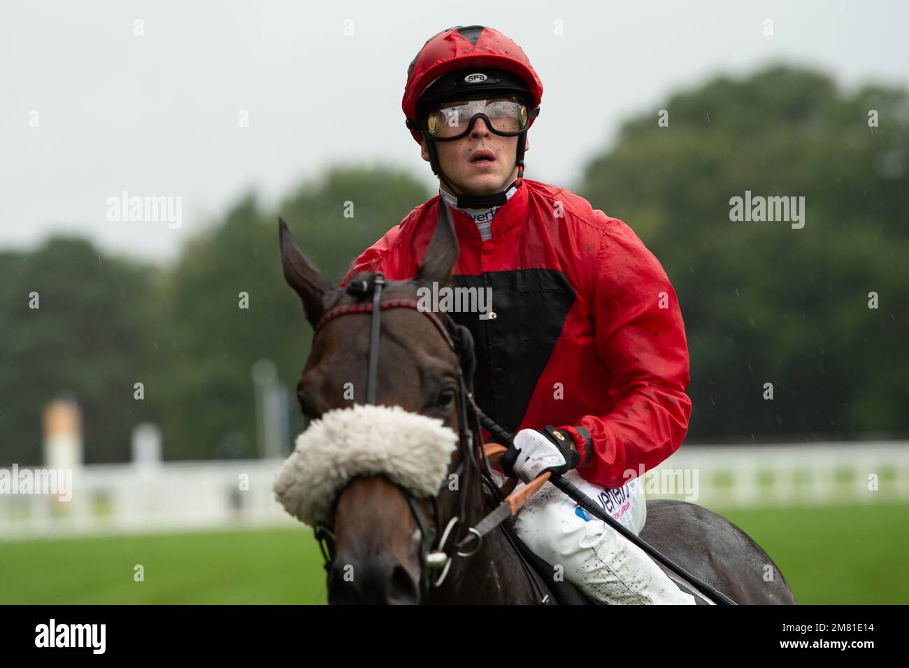 Significantly horse hi-res stock photography and images - Alamy