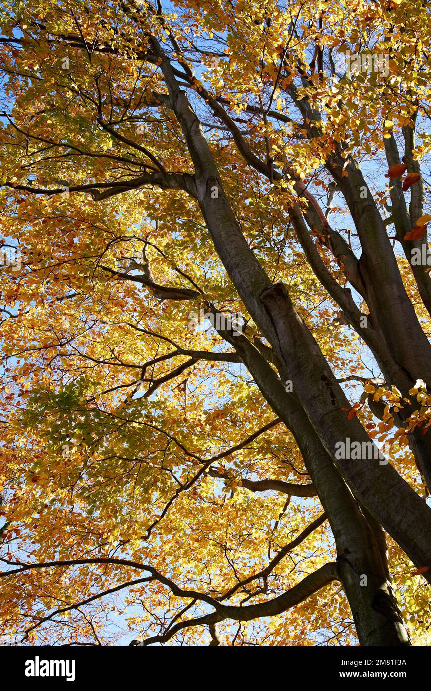 Colorful tree with yellow and orange leaves in nature in autumn Stock ...