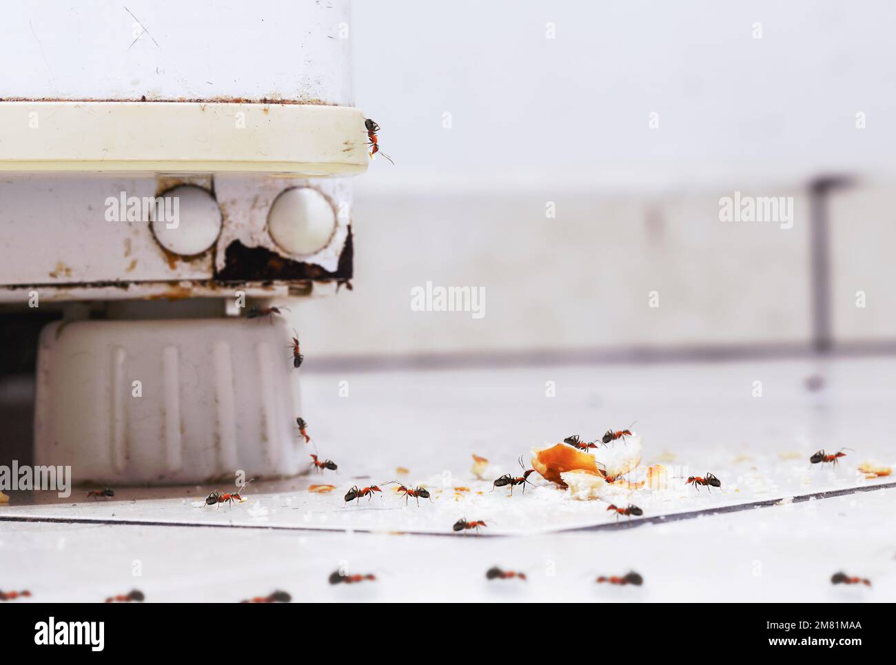 ants eating bran and dirt in the kitchen, photo on the floor, insects