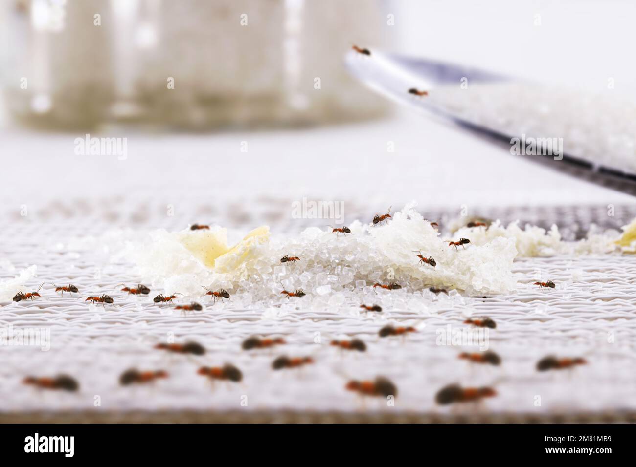 many ants on the kitchen table in the middle of the fallen sugar, sweet
