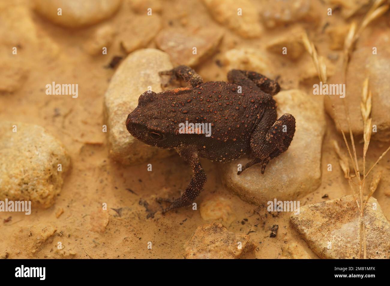 Natural closeup on a juvenile of the endangered Mediterranean spiny giant common toad, Bufo spinosus sitting on the ground Stock Photo