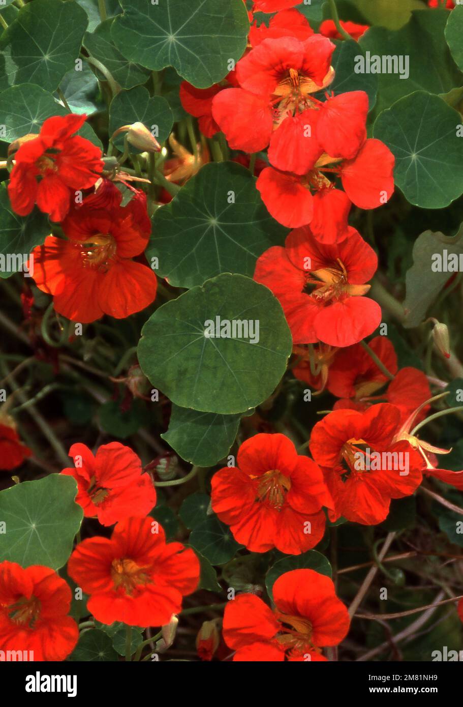 NASTURTIUM PLANT IN FLOWER (TROPAEOLUM MAJUS) Stock Photo