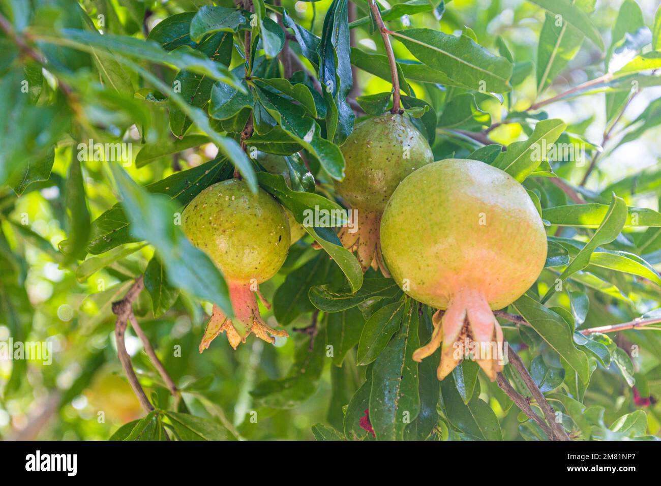 Fruits of pomegranate tree in Iran Stock Photo Alamy