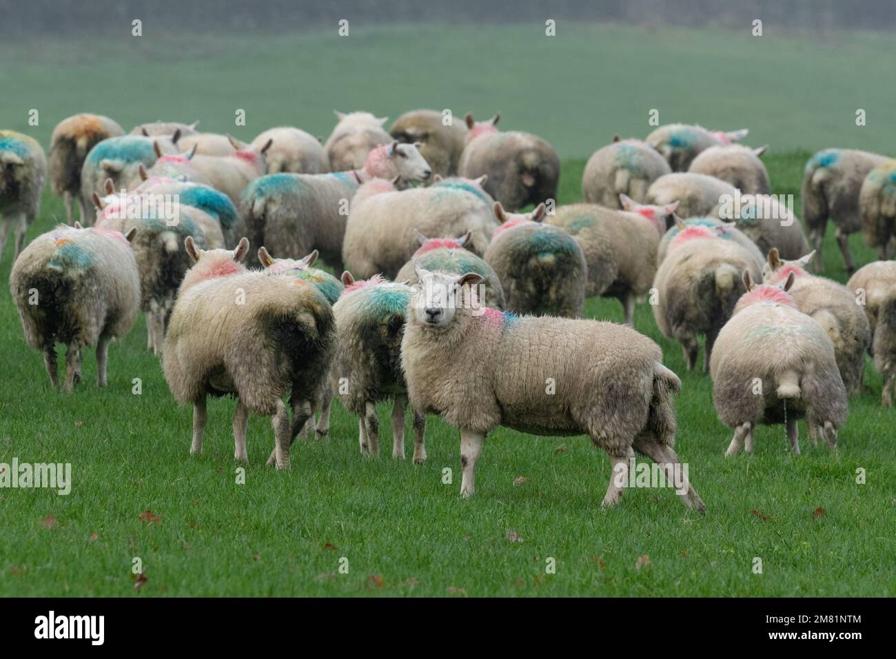 A flock of smit marked sheep on a Yorkshire farm. Stock Photo