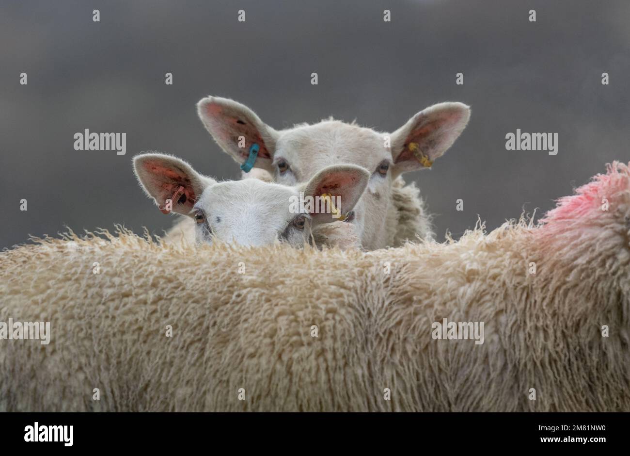 Two sheep with ear tags looking over the back of another sheep. Stock Photo