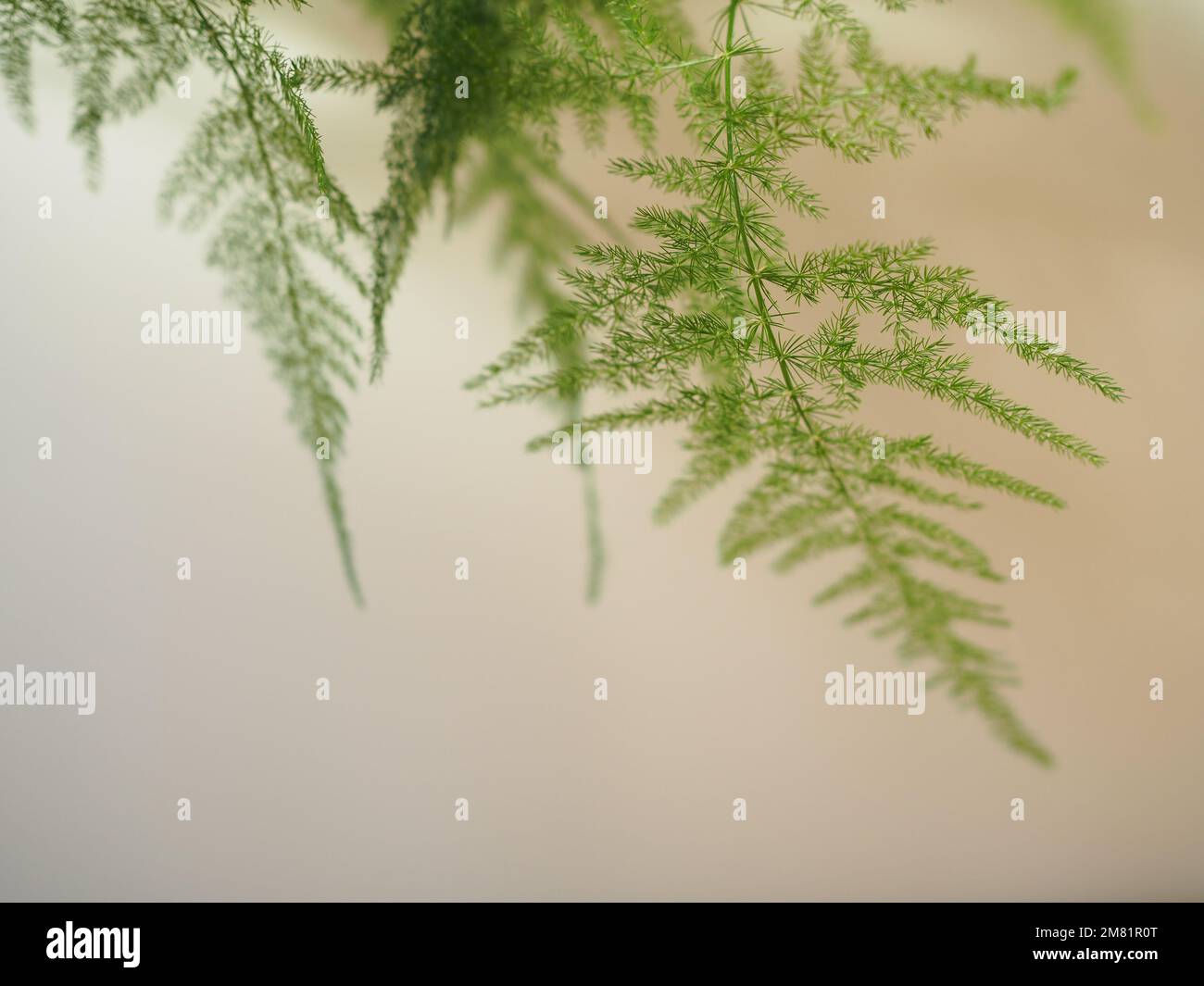 Close up of the fronds of an asparagus fern (Asparagus setaceus) coming down from the top of the picture against a plain background Stock Photo