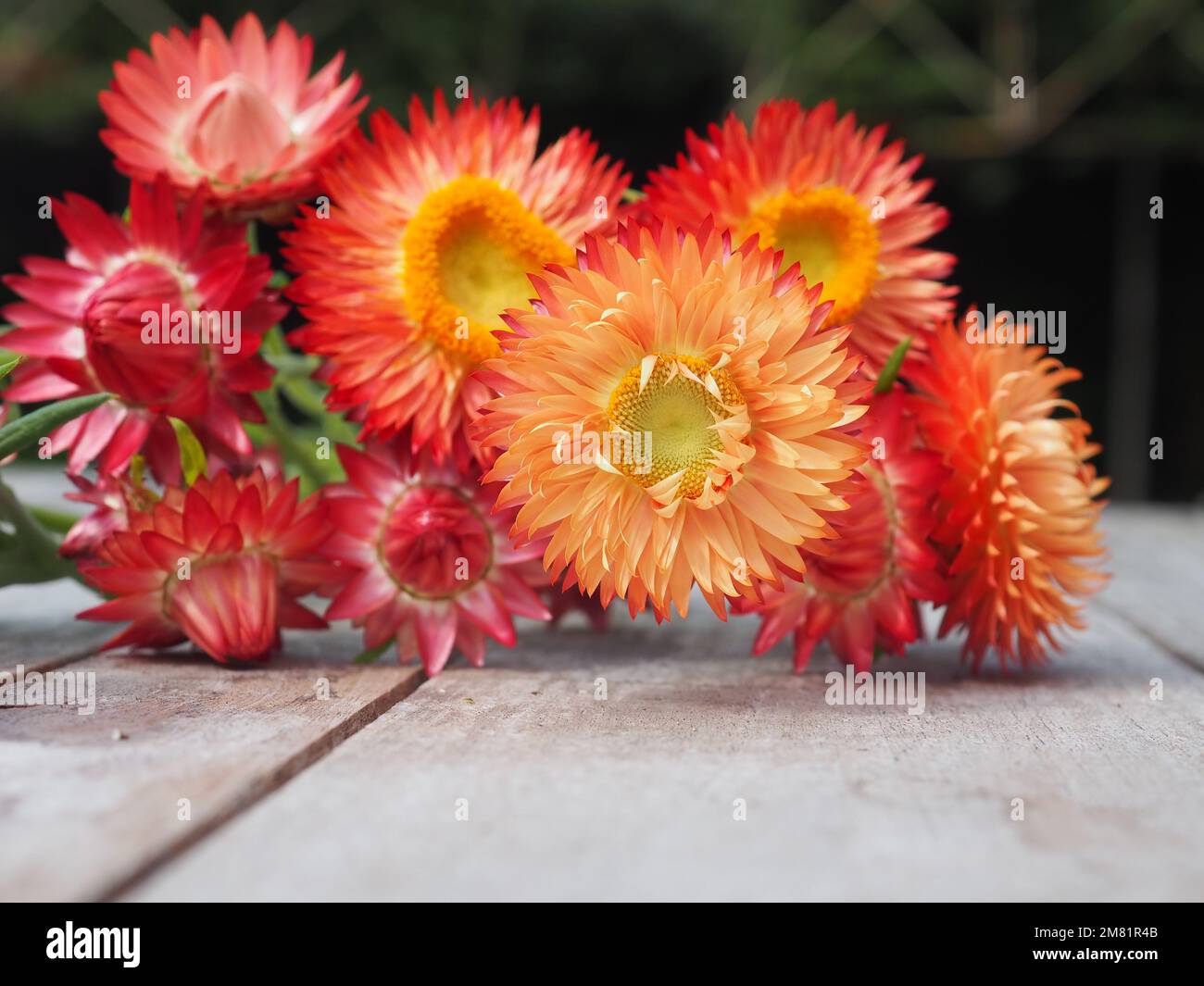 Close up of a bunch of freshly picked strawflowers (Xerochrysum bracteatum) in mixed orange and pink colours lying on a table Stock Photo