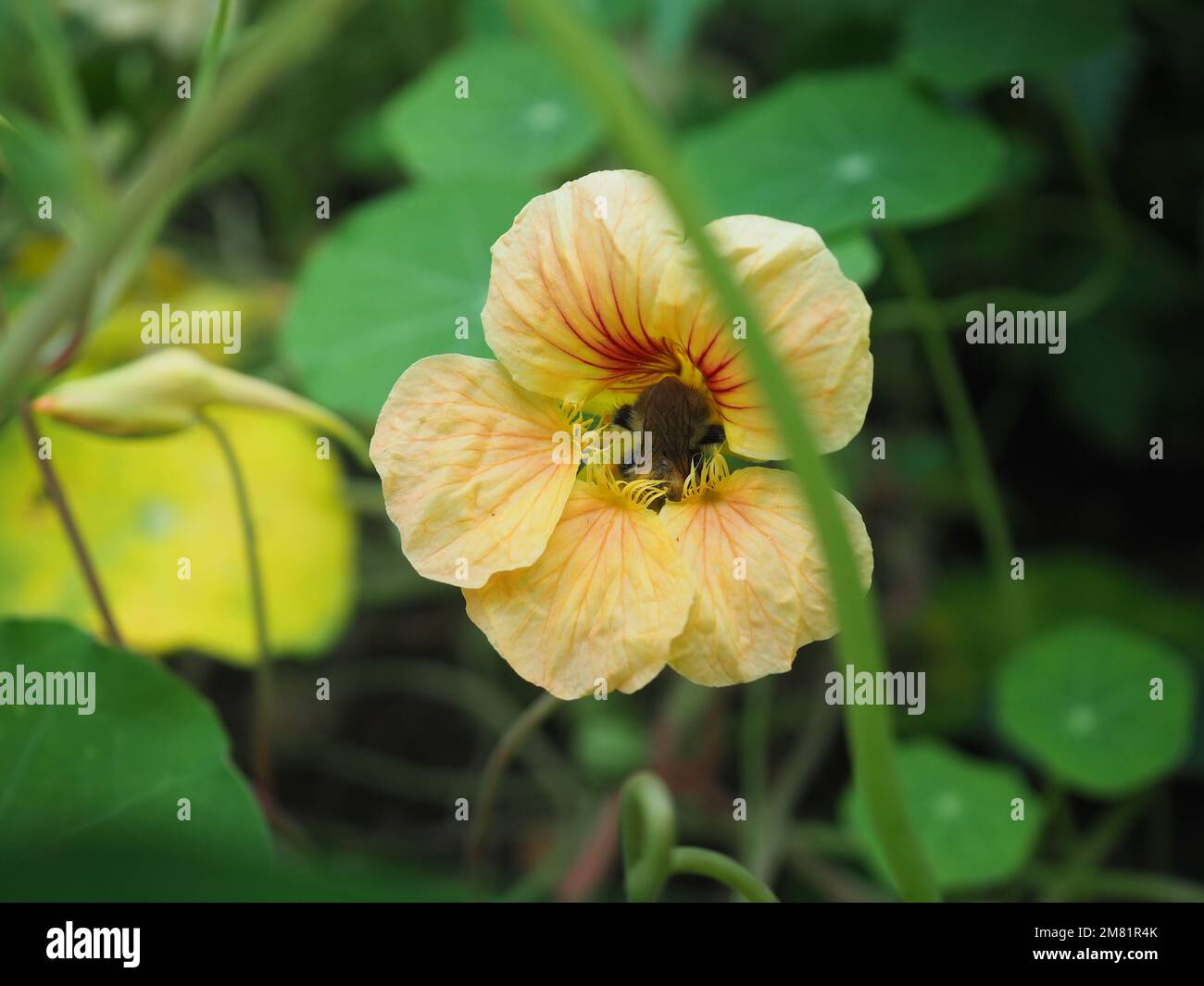 Close up of Tropaeolum minus 'Salmon Baby' (peach coloured nasturtium) flower with a bee in it Stock Photo