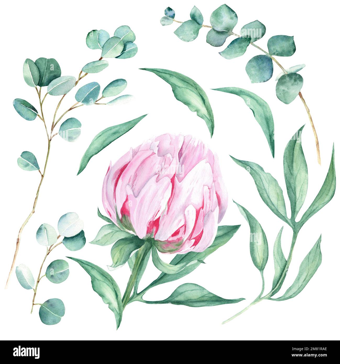 Pink watercolor peony flower, leaves and eucalyptus branches. Hand ...