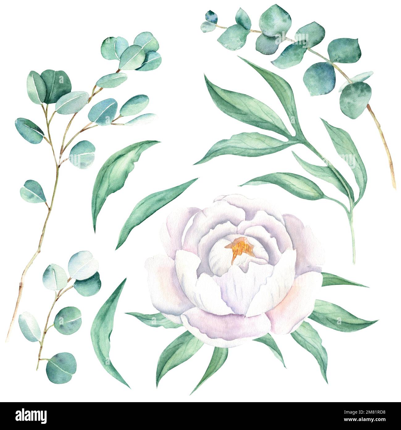 White watercolor peony flower, leaves and eucalyptus branches. Hand drawn botanical illustration isolated on white background. Can be used for Stock Photo