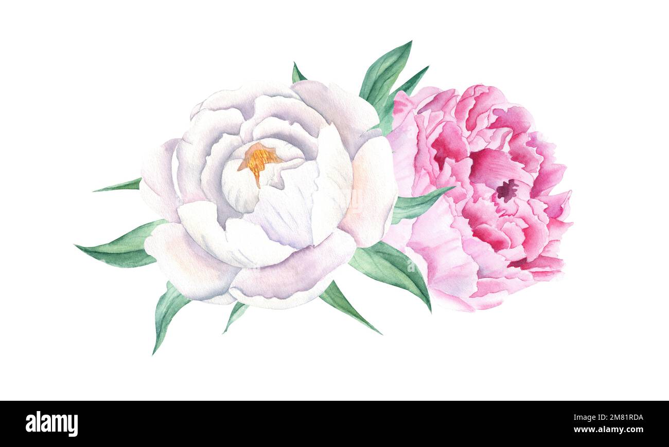 Watercolor peonies bouquet isolated on white background. Hand painted combination of white and pink flowers and green leaves. Can be used for greeting Stock Photo