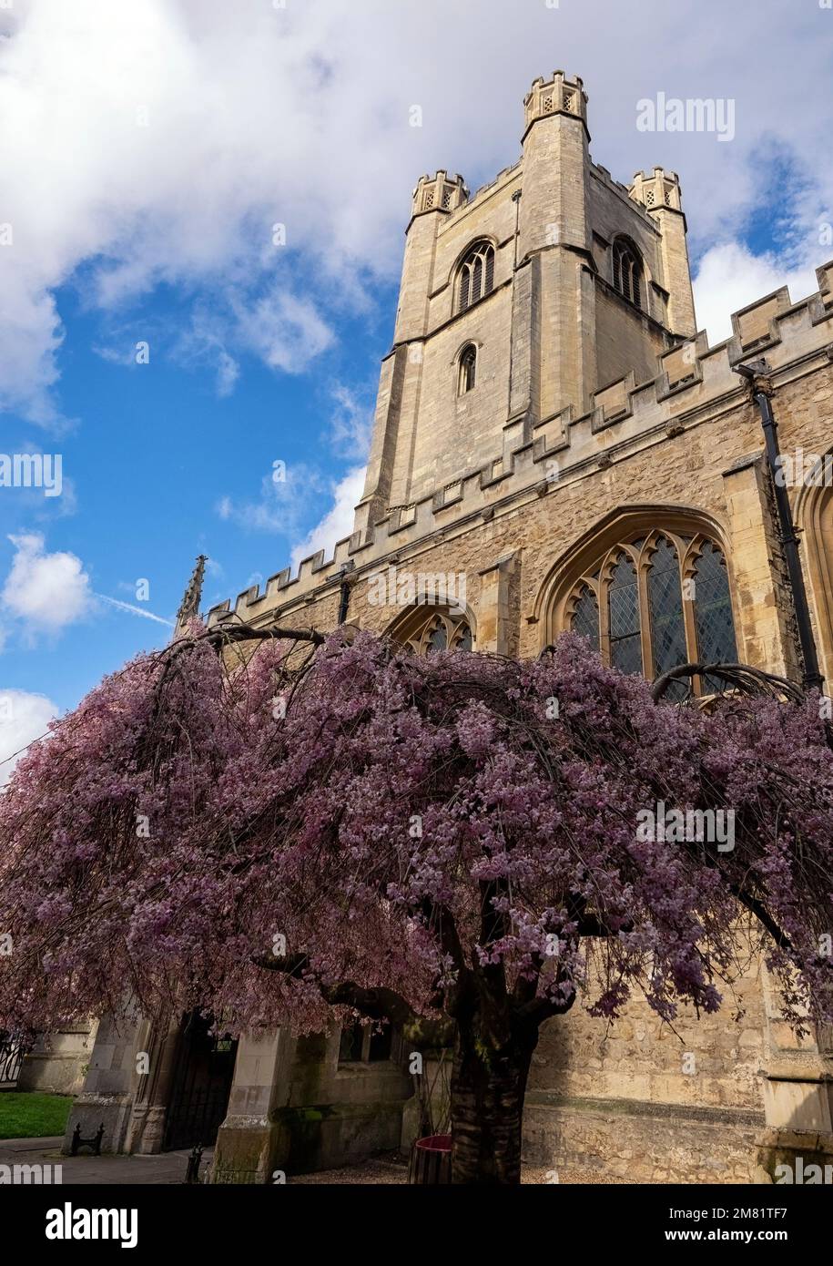 CAMBRIDGE, UK - MARCH 11. 2020:  The tower of the Church of St Mary the Great with spring blossom on tree Stock Photo
