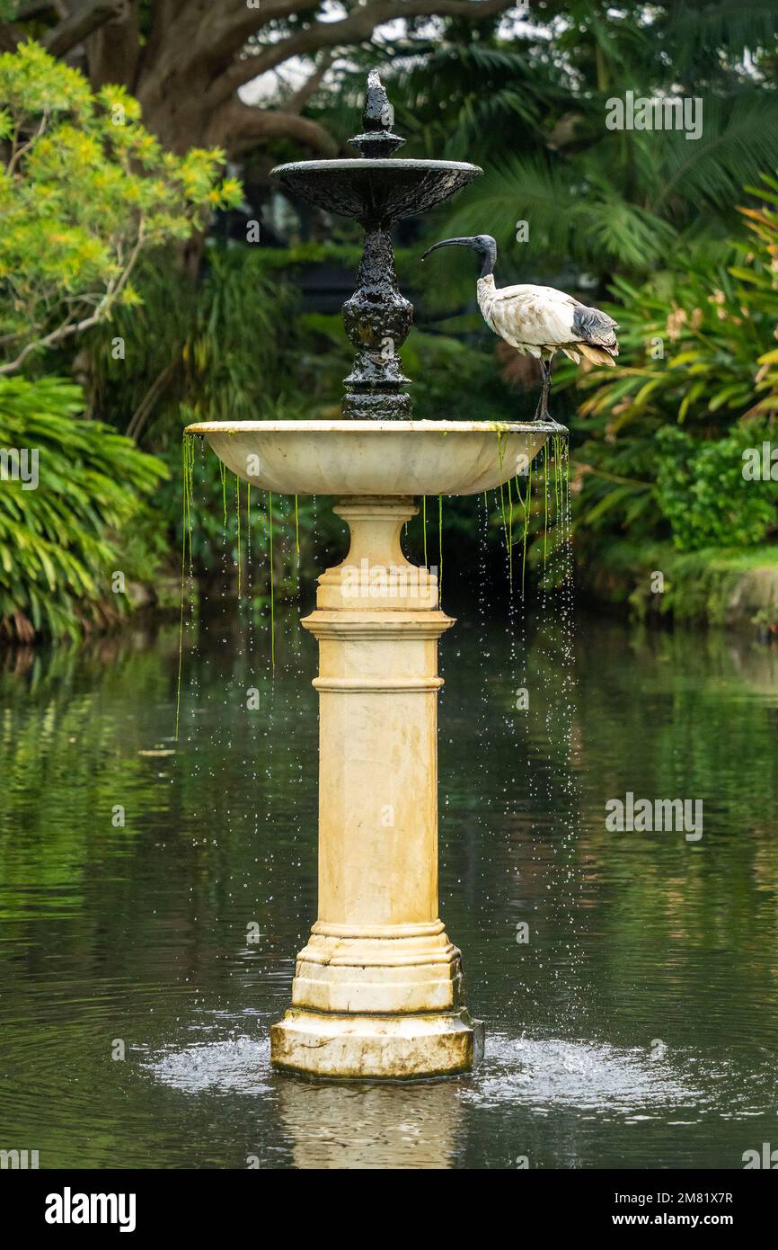 Australian Ibis bird drinking from a water fountain in a park Stock Photo