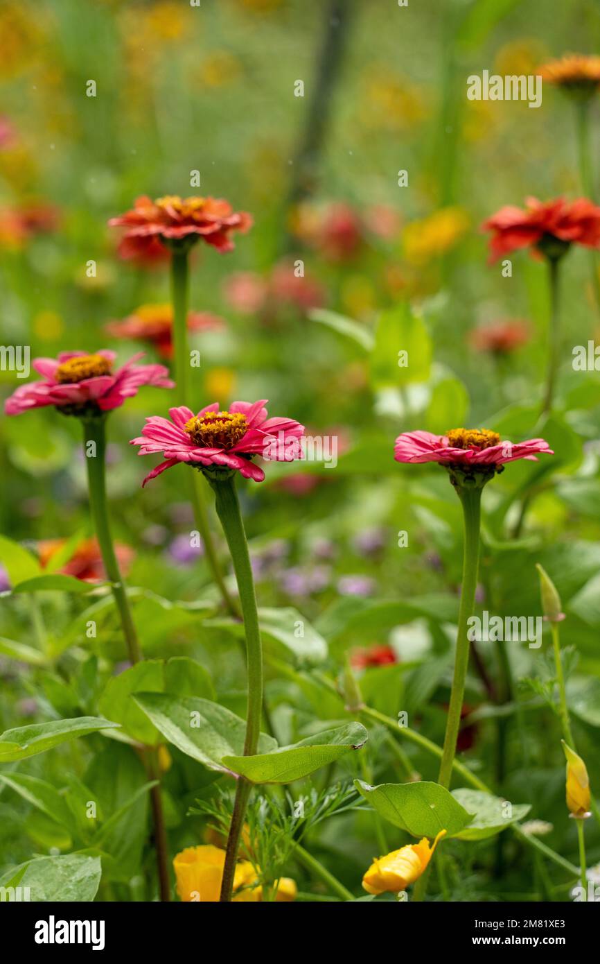 Zinnia Flowers in the summer in the botanical gardens of Sydney Stock Photo