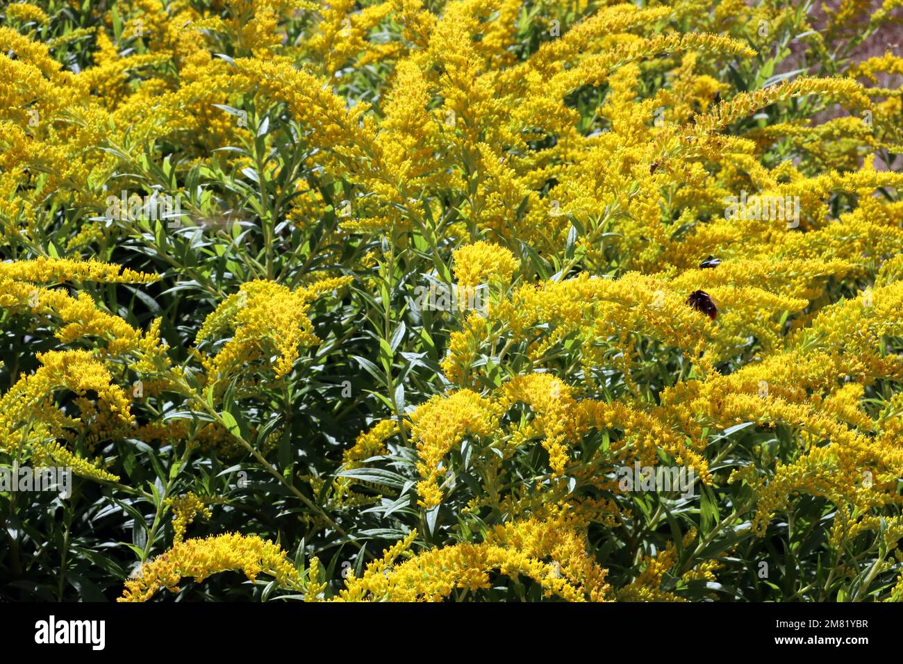 Goldrute hires stock photography and images Alamy