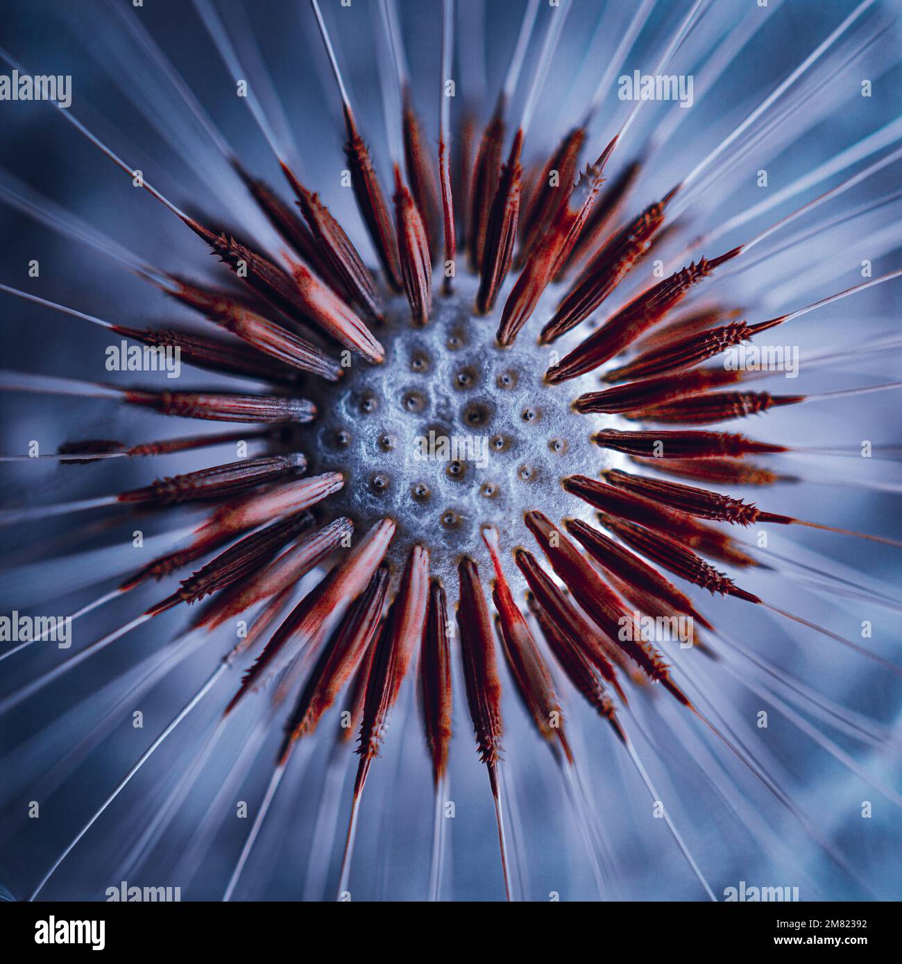 Beautiful dandelion flower seed hi-res stock photography and images - Alamy
