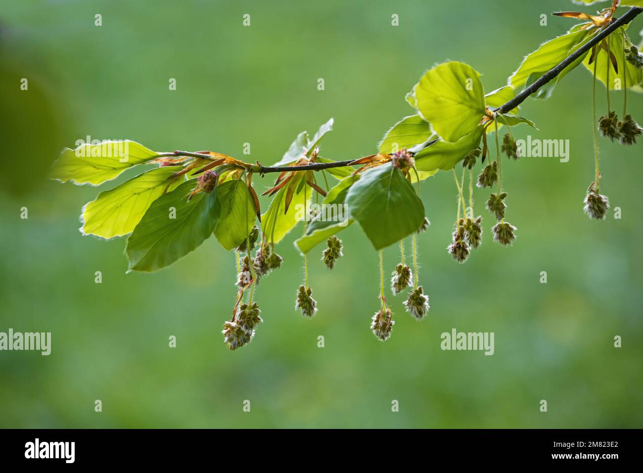 Hanging hairy male flowers and young leaves on a branch of a beech tree (Fagus sylvatica) in spring, natural green background, copy space, selected fo Stock Photo