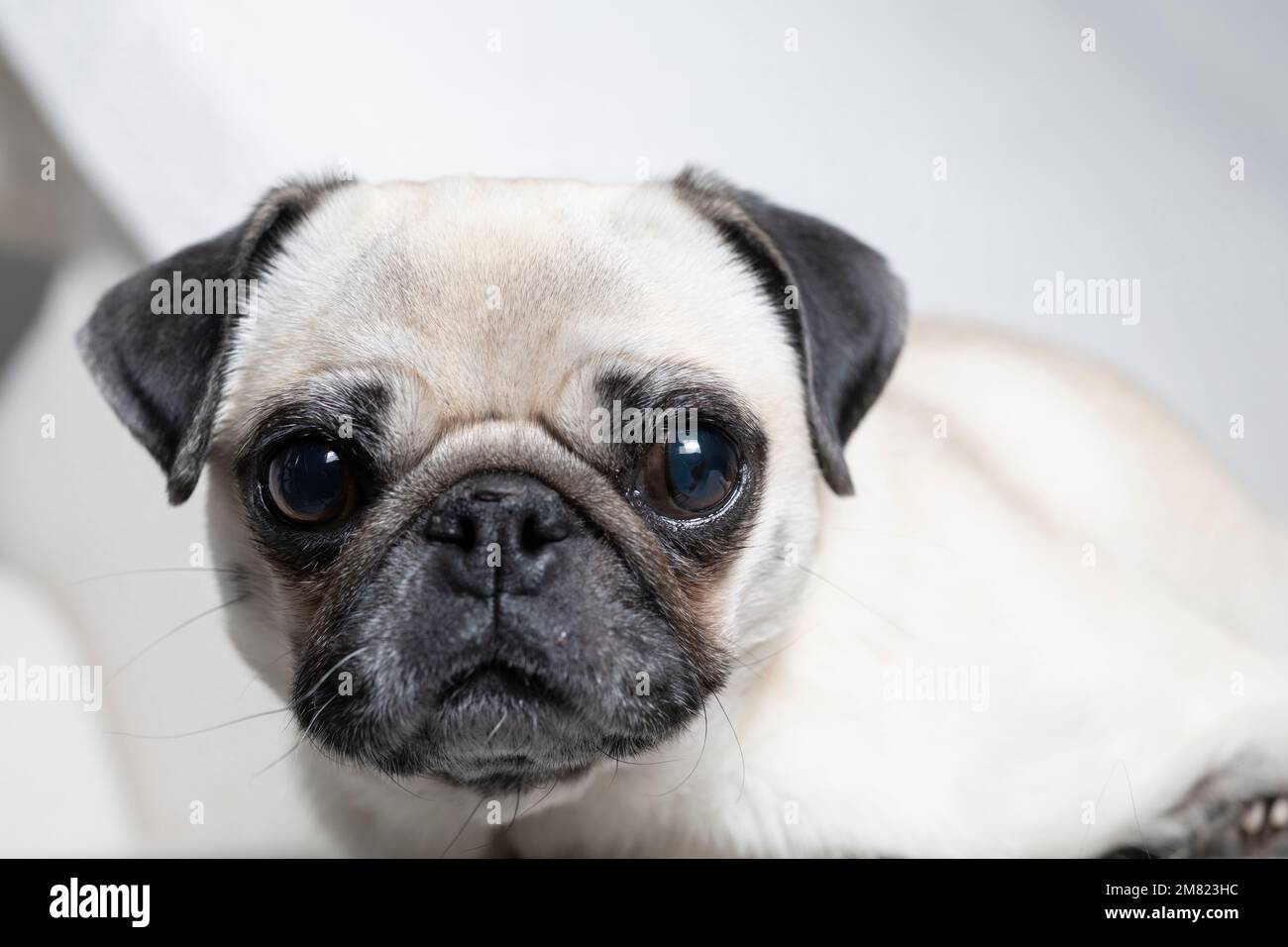 Portrait of pug breed dog with adorable face Stock Photo