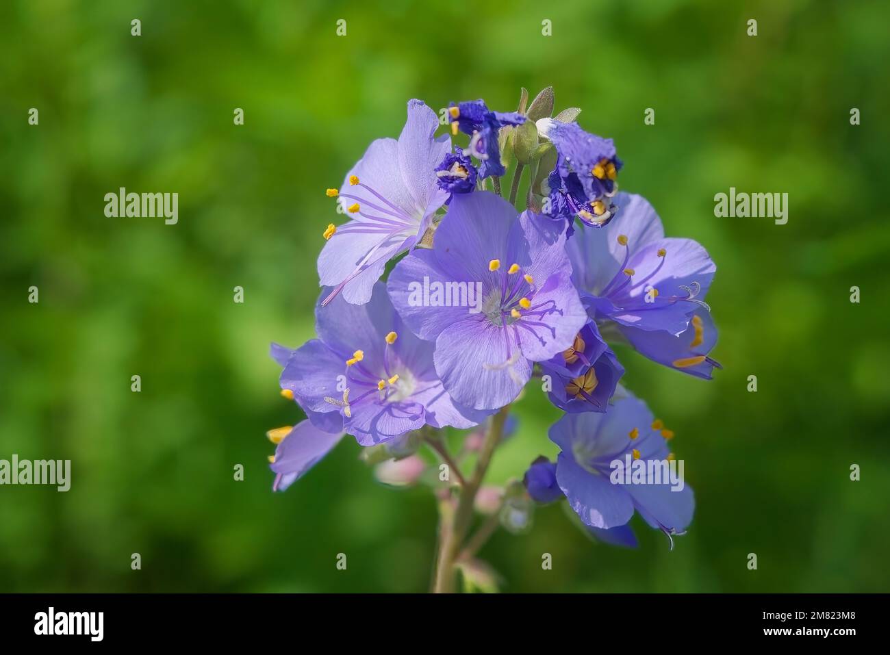 Close up of a polemonium caeruleum flower in bloom with a green background. Stock Photo