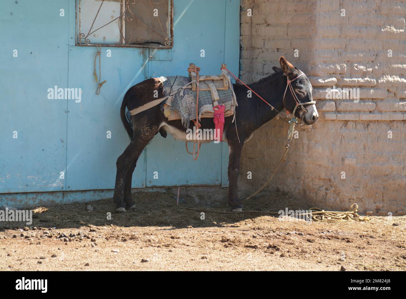 Burro en ejido de Saltillo, Coahuila Stock Photo