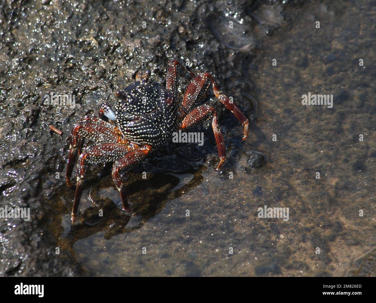 Spotted Crab on a shoreline in Bali Stock Photo Alamy