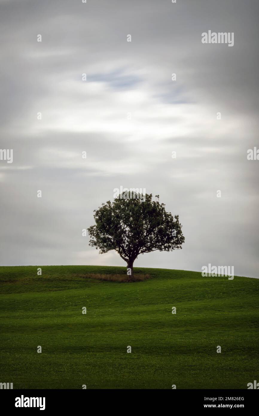 Lonely Tree on a Meadow with moving clouds Stock Photo