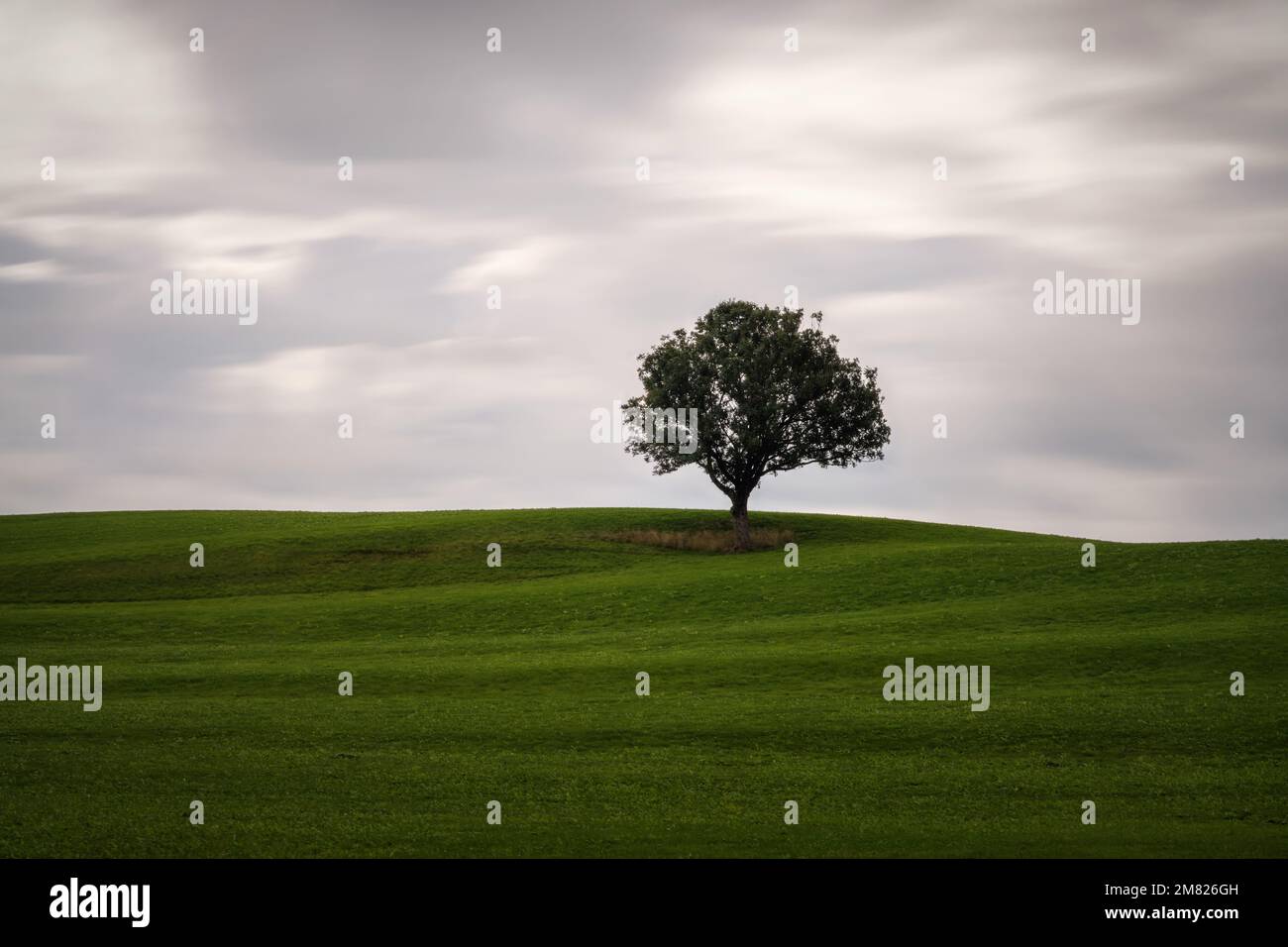 Lonely Tree on a Meadow with moving clouds Stock Photo
