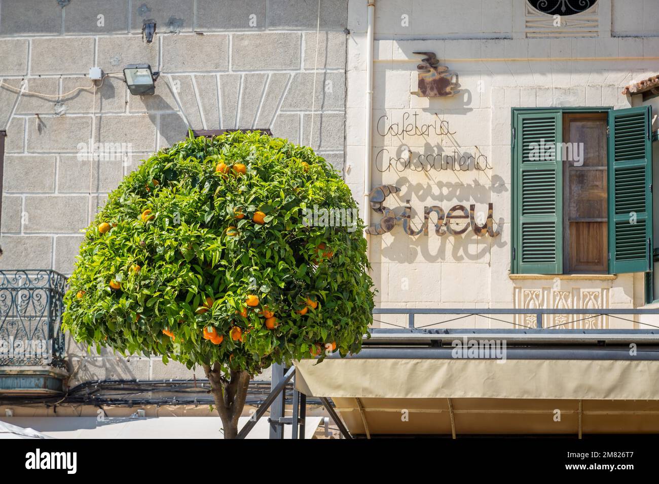 Orange tree in front of house facade with lettering, Sineu, Majorca ...