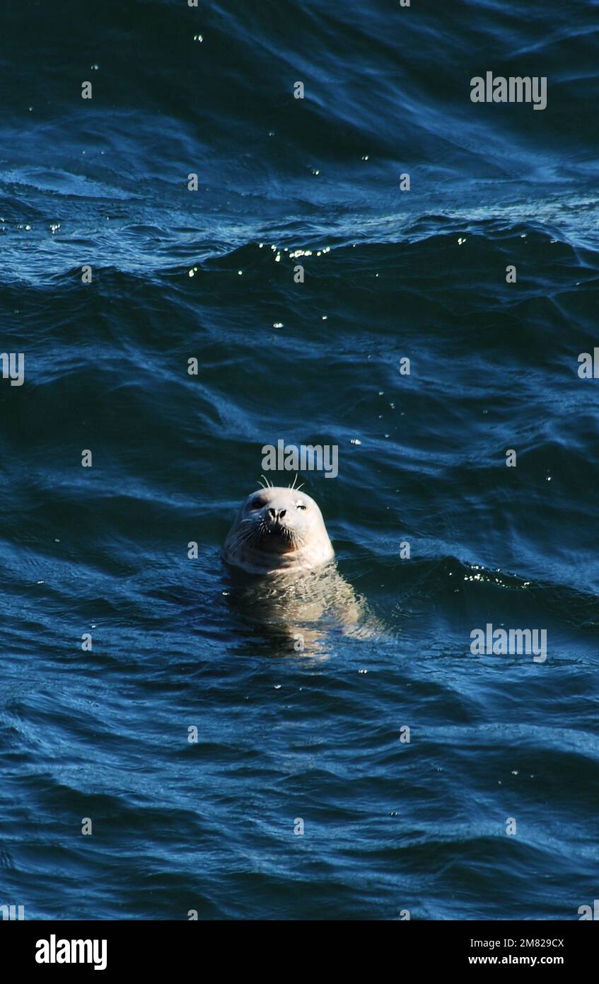 Harbor Seal in Puget Sound Stock Photo Alamy